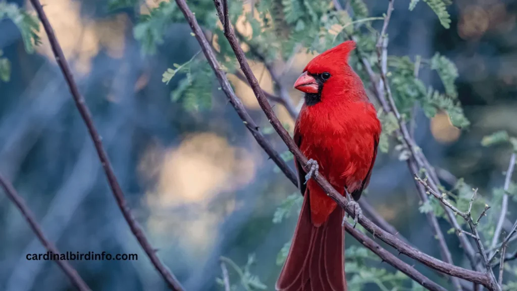 how to keep cardinals away