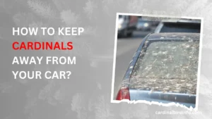 how to keep cardinals away from your car