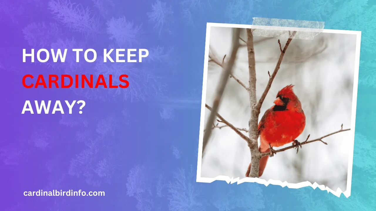 how to keep cardinals away