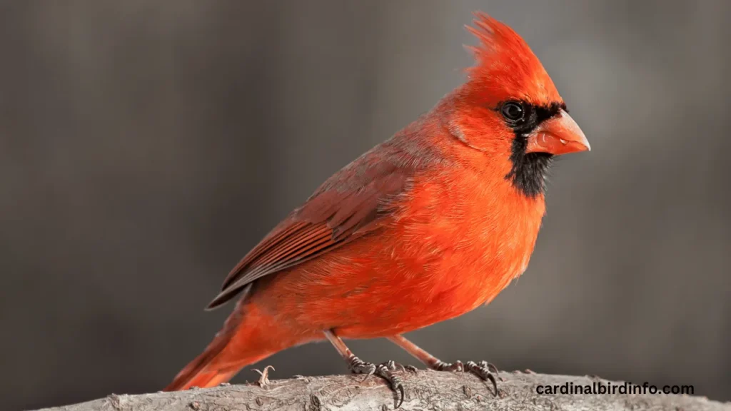 how to tell if a cardinal is pregnant