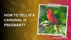 how to tell if a cardinal is pregnant