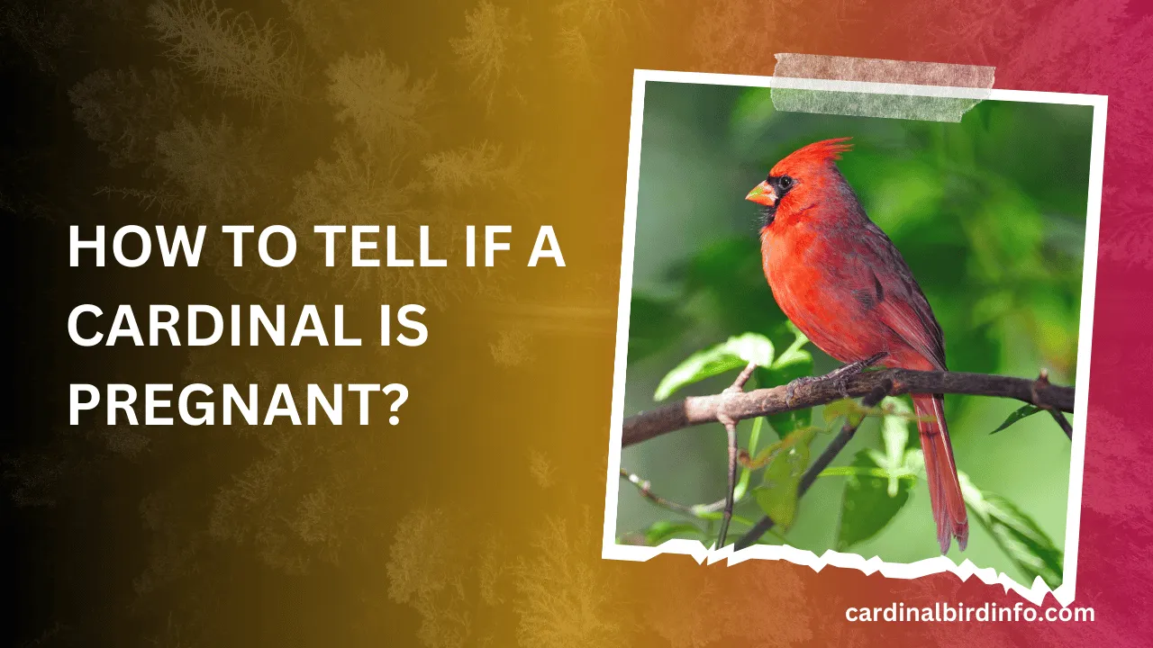 how to tell if a cardinal is pregnant