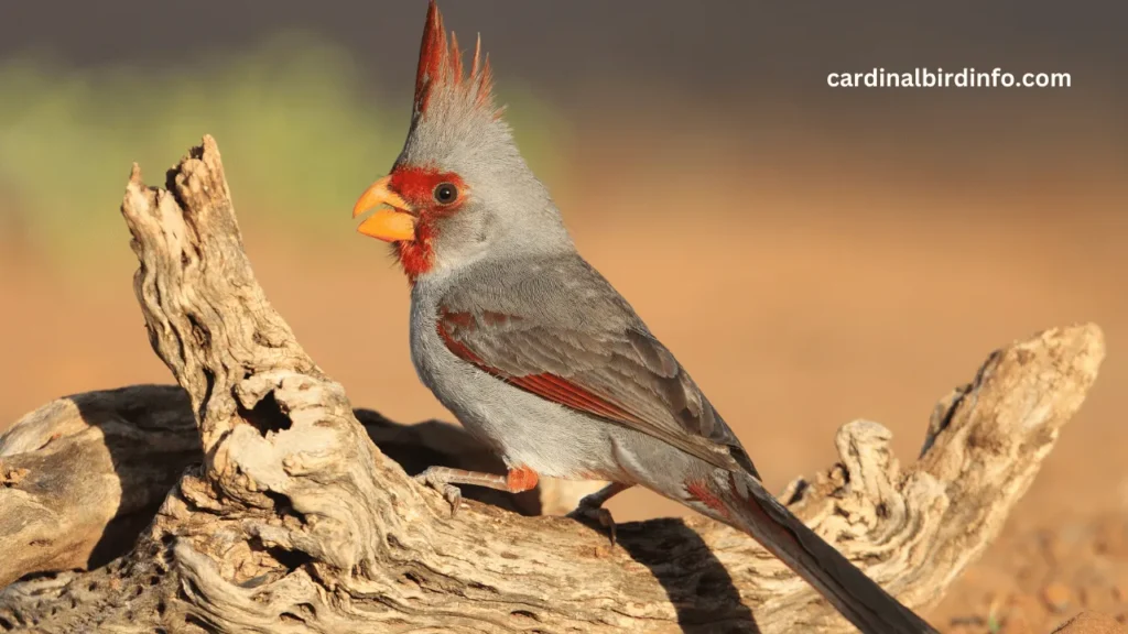 what birds look like cardinals