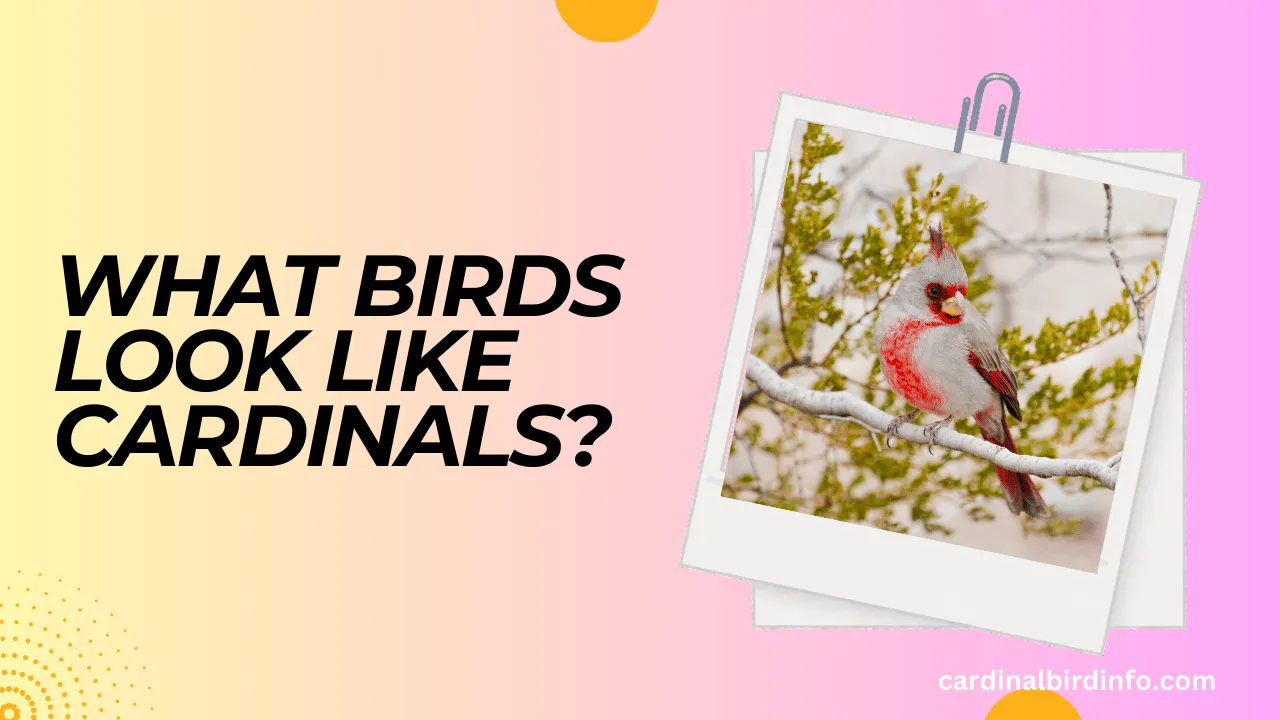 what birds look like cardinals