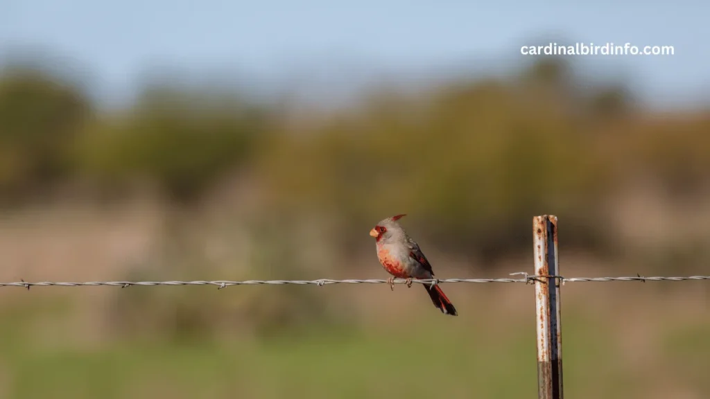 what birds look like cardinals