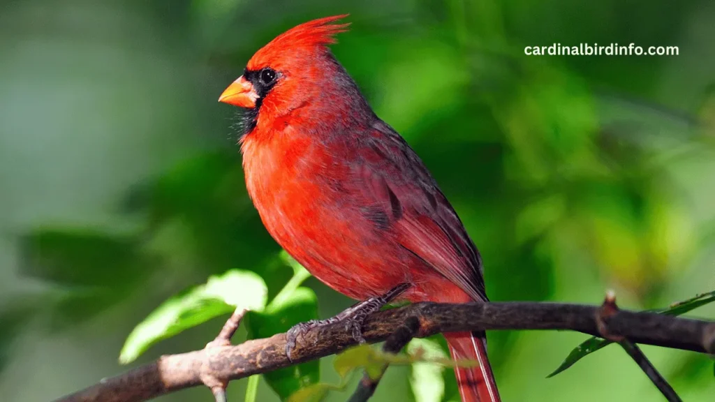 what does a female cardinal look like