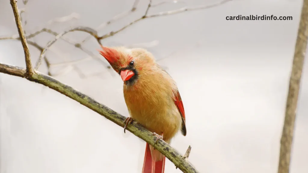 what does a female cardinal look like