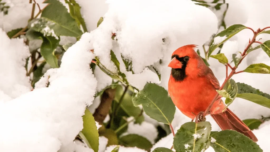 what do cardinal birds eat in the winter