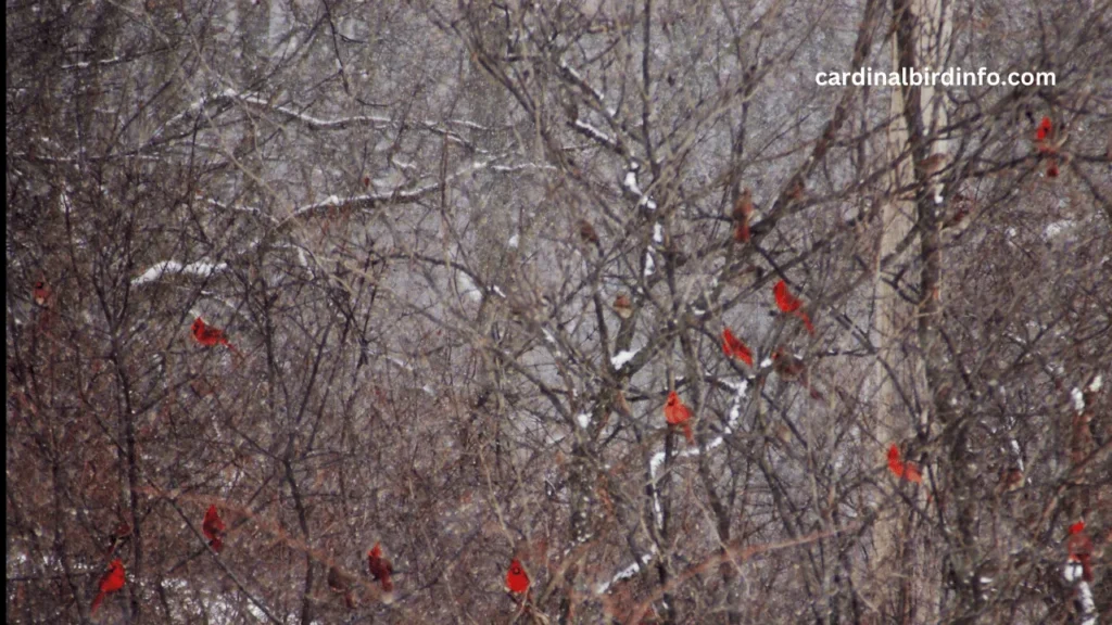 what do cardinal birds eat in the winter