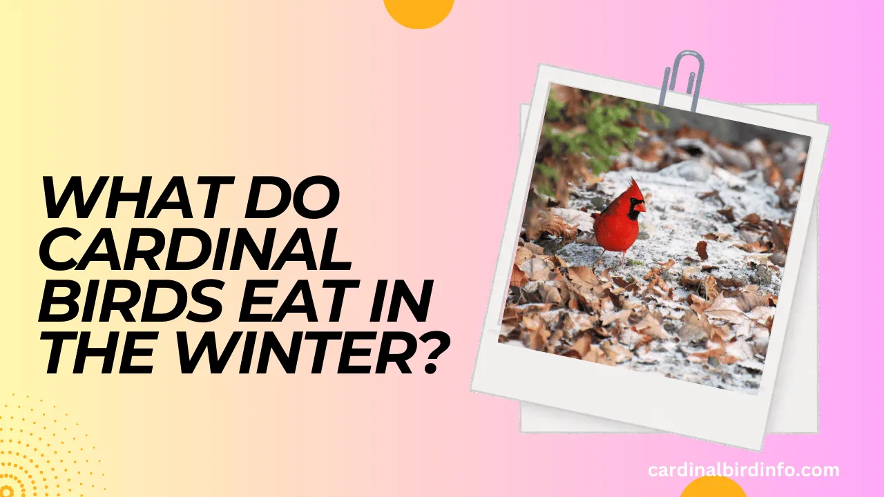 what do cardinal birds eat in the winter