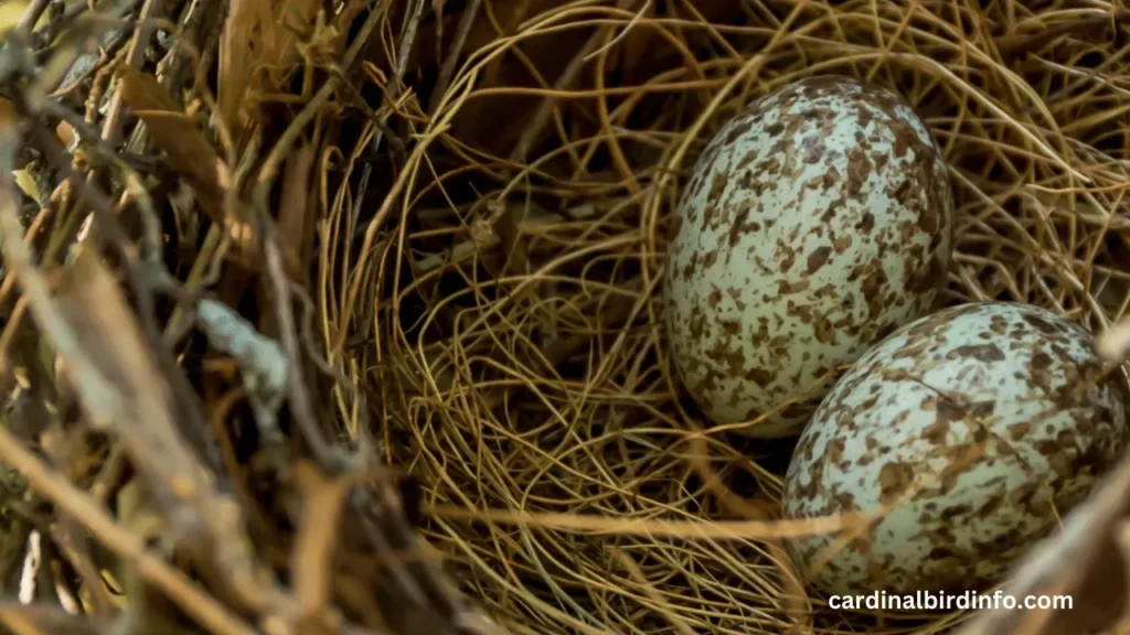 what do cardinal eggs look like