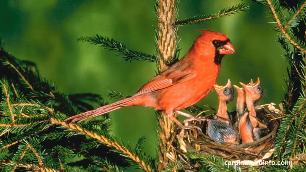 what do cardinals like to eat most