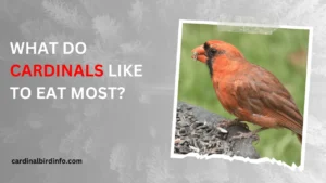 what do cardinals like to eat most