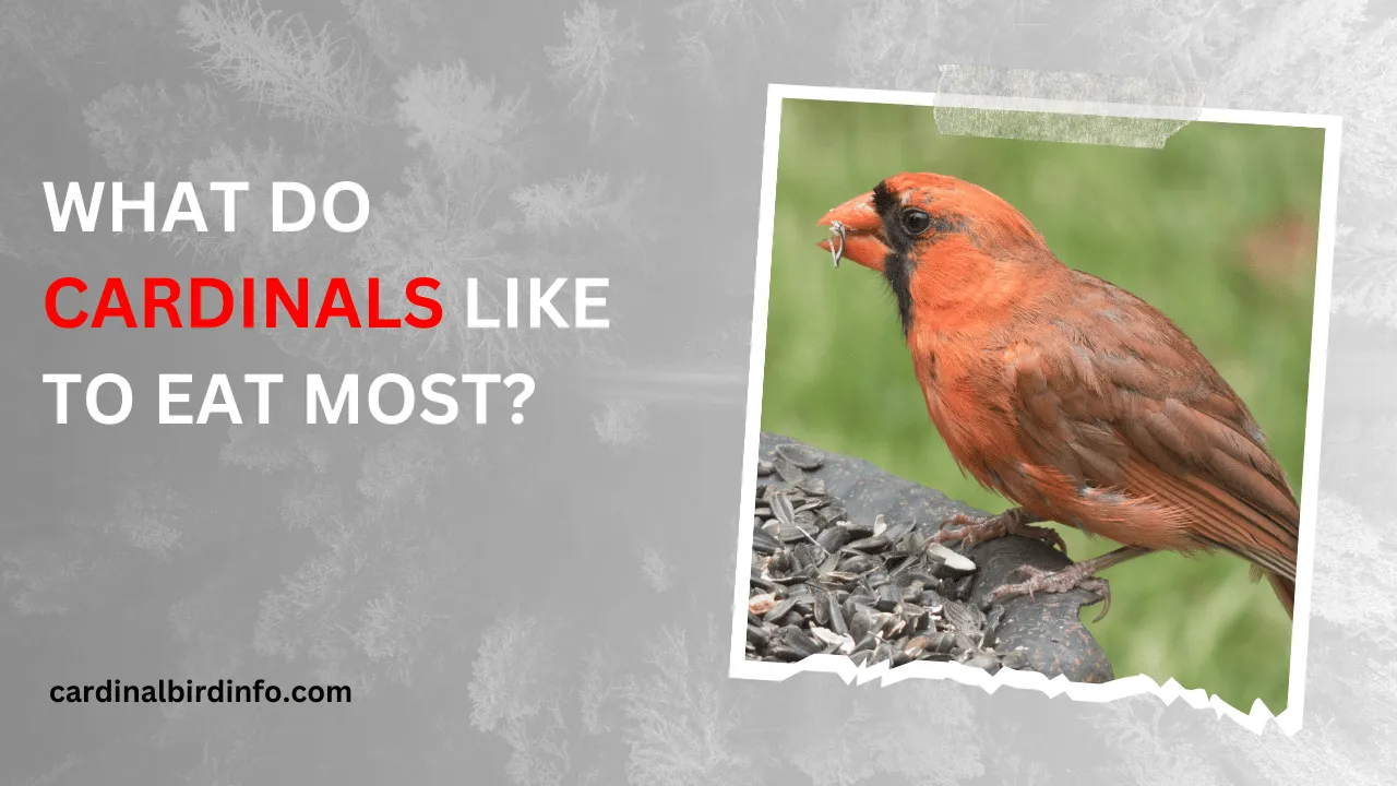 what do cardinals like to eat most