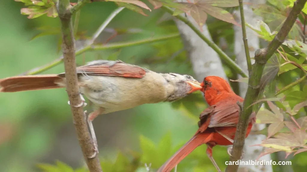 what do cardinals like to eat most