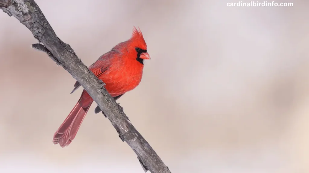 what does a cardinal bird sound like