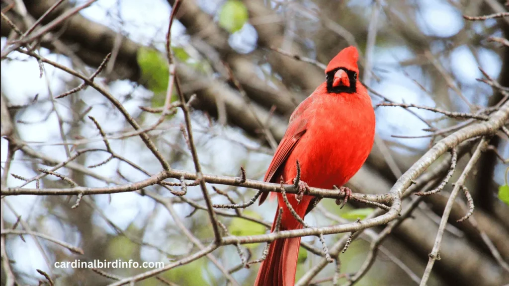 what does a cardinal bird sound like