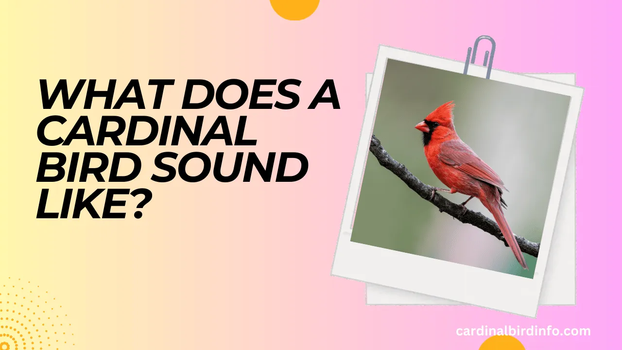 what does a cardinal bird sound like