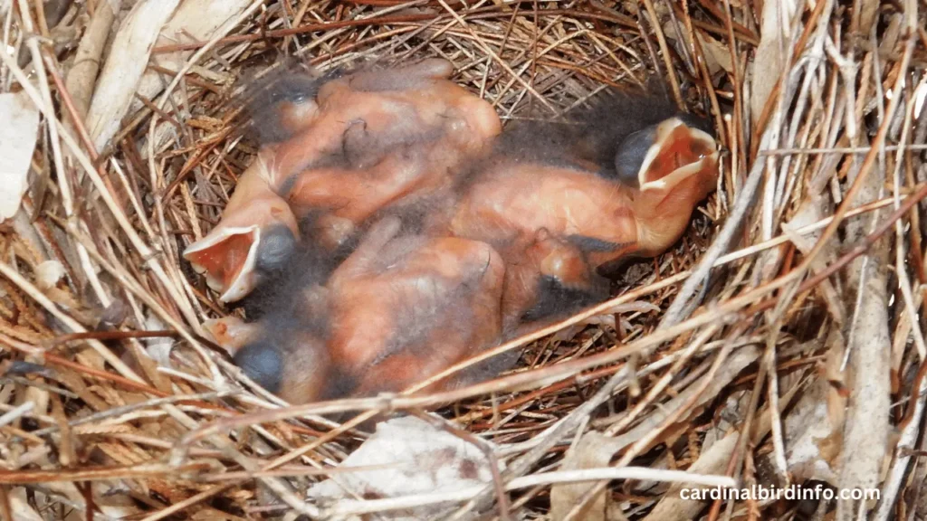 what does a cardinal nest look like