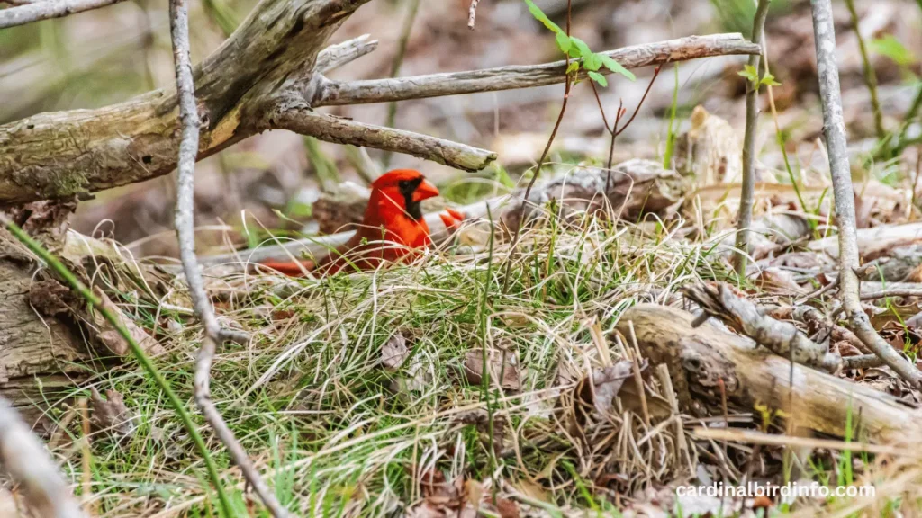 what does a cardinal nest look like