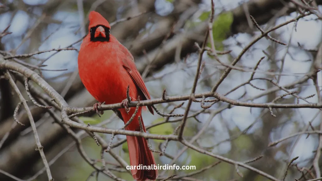 what does a dead cardinal mean