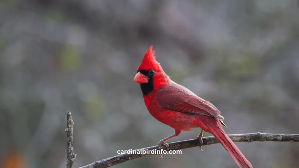 what does a dead cardinal mean