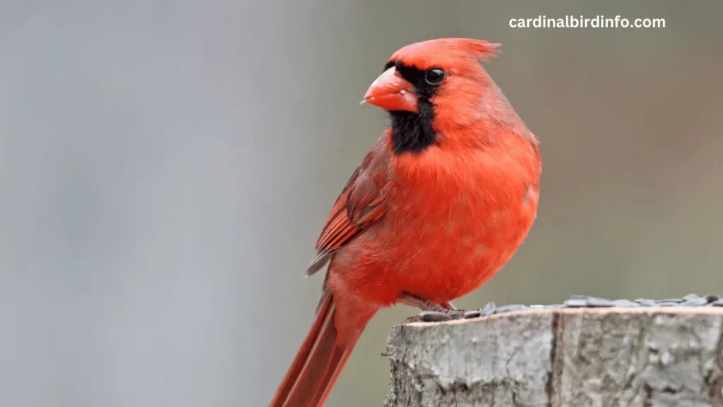 what does a female cardinal look like