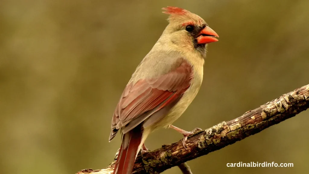 what does a female cardinal look like