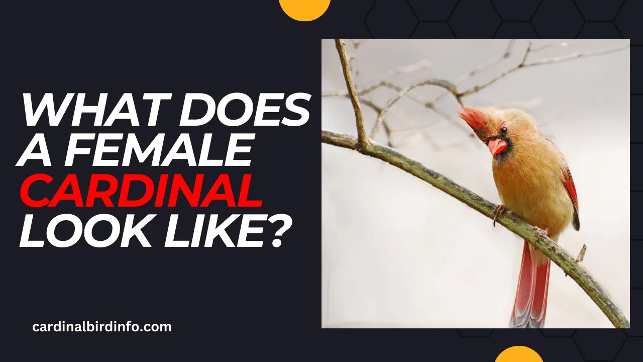 what does a female cardinal look like