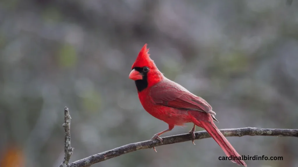 what does a young cardinal look like