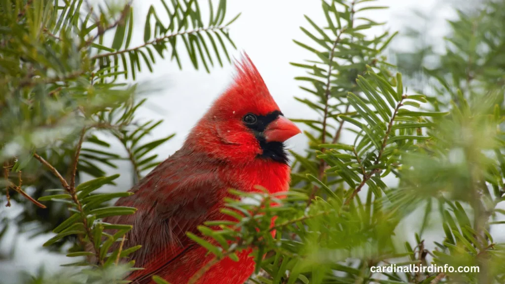 what does a young male cardinal look like