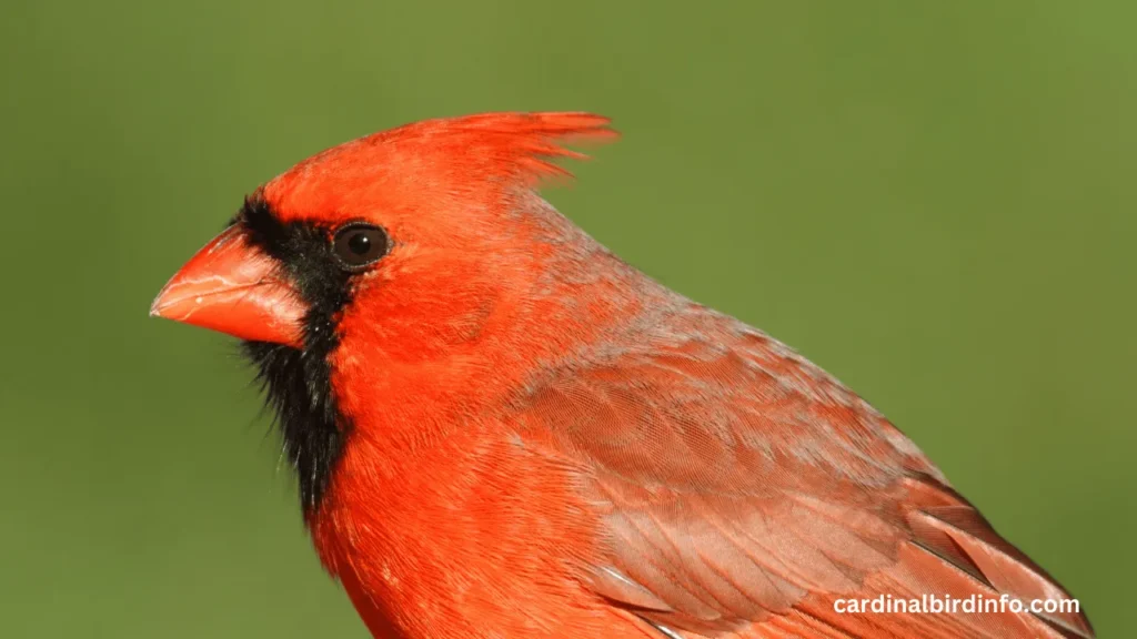 what does a young male cardinal look like