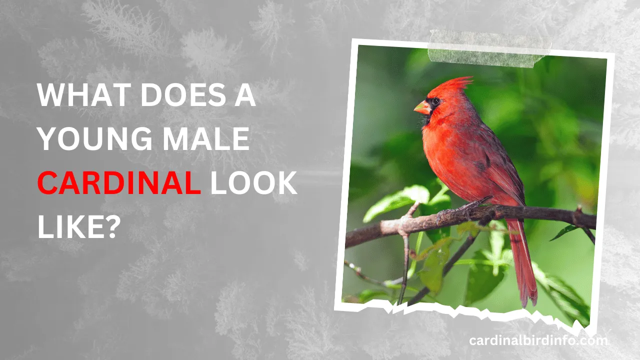 what does a young male cardinal look like