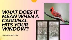 what does it mean when a cardinal hits your window