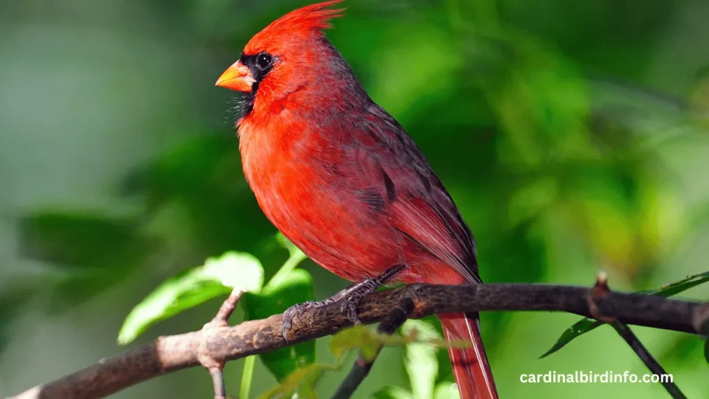 What Does It Mean When You See a Blue Cardinal? (Revealed)