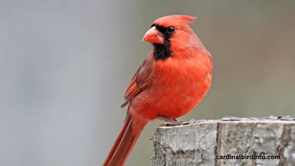 What Does It Mean When You See a Blue Cardinal? (Revealed)