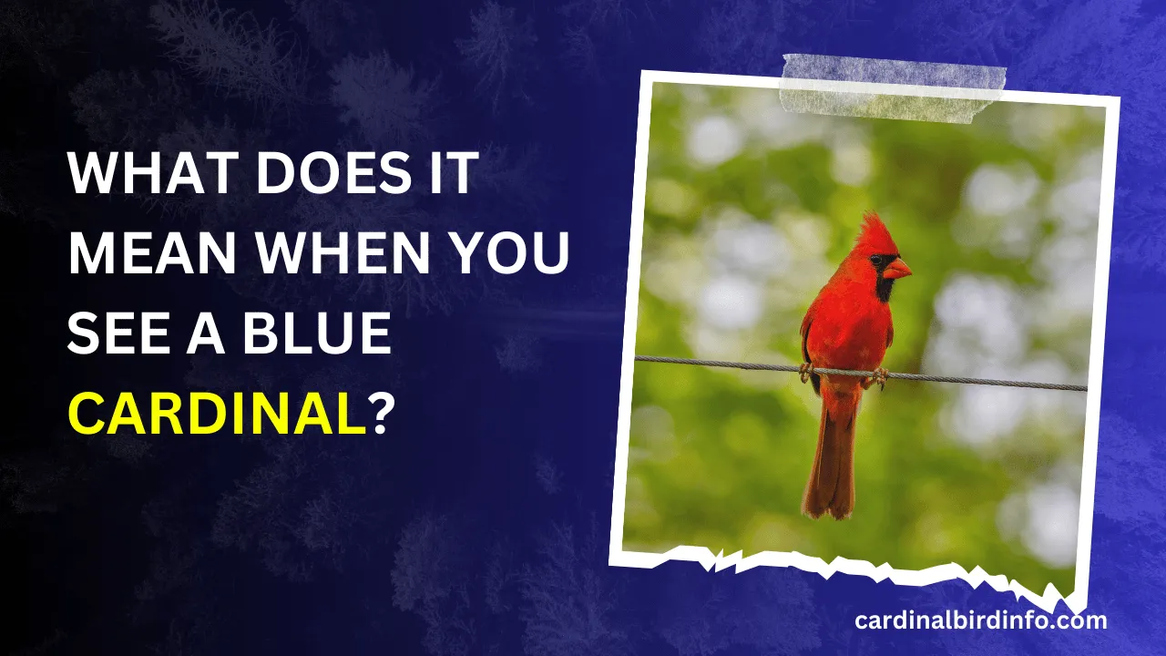 what does it mean when you see a blue cardinal