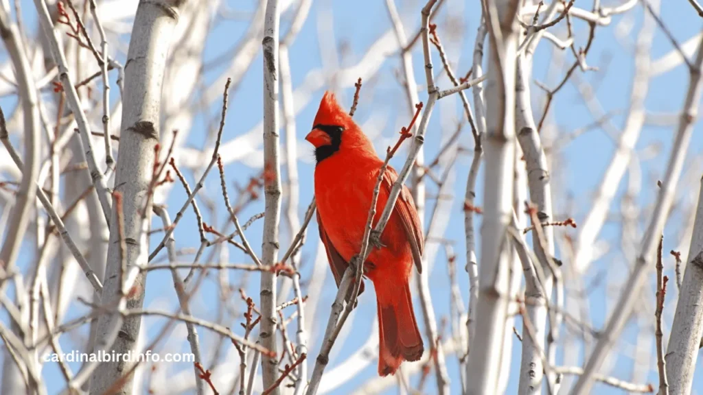 what kind of trees do cardinals nest in 