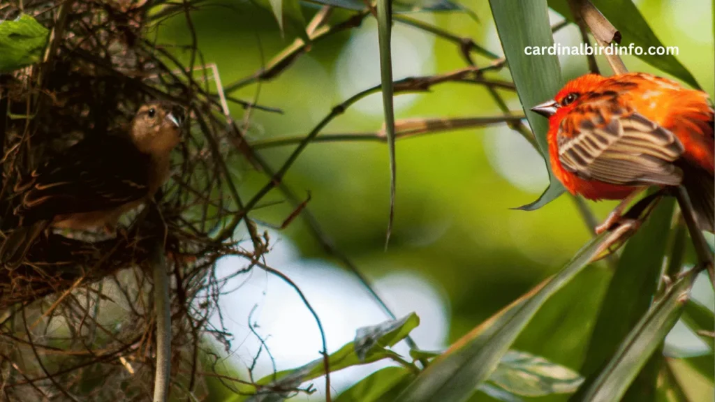 what kind of trees do cardinals nest in 