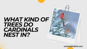 what kind of trees do cardinals nest in