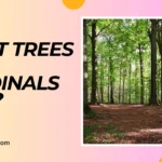 what trees do cardinals like