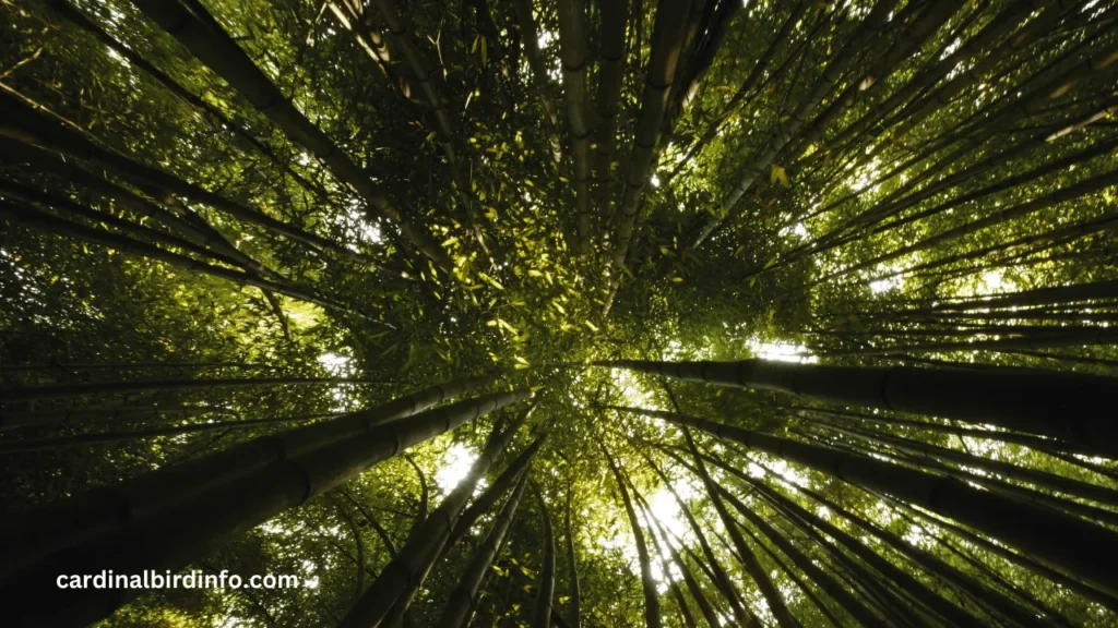 What Trees Do Cardinals Like? (Explained)