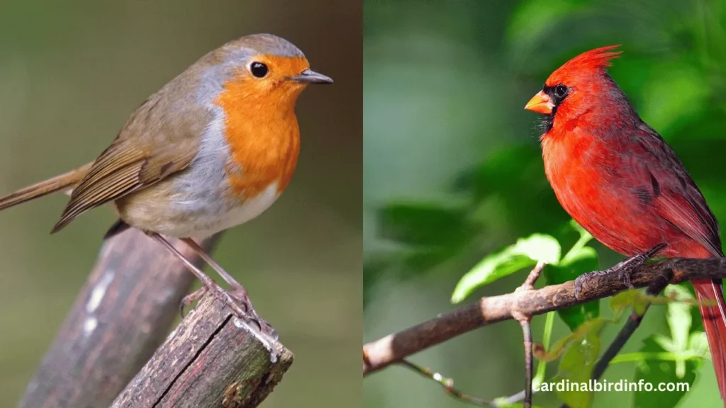 what's the difference between a cardinal and a red robin 