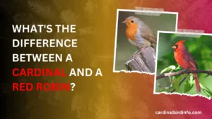 whats the difference between a cardinal and a red robin