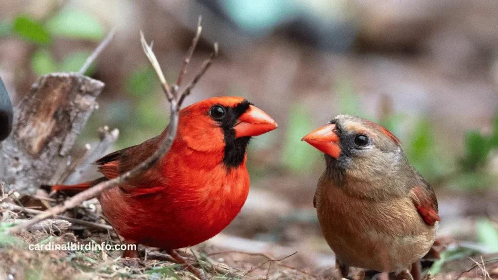 when do northern cardinals mate