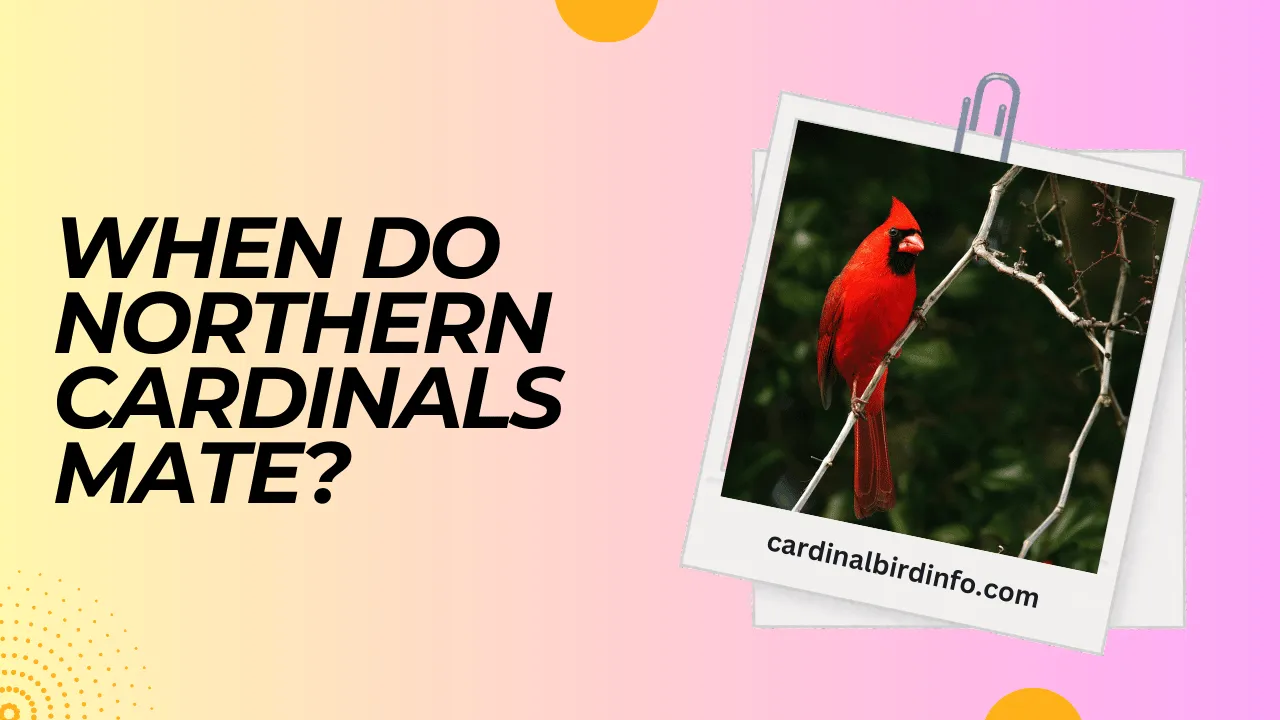 when do northern cardinals mate