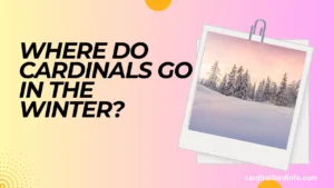 where do cardinals go in the winter