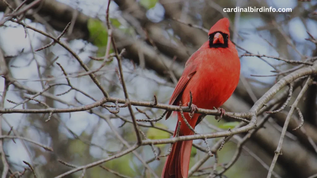 Where Do Cardinals Nest At Night