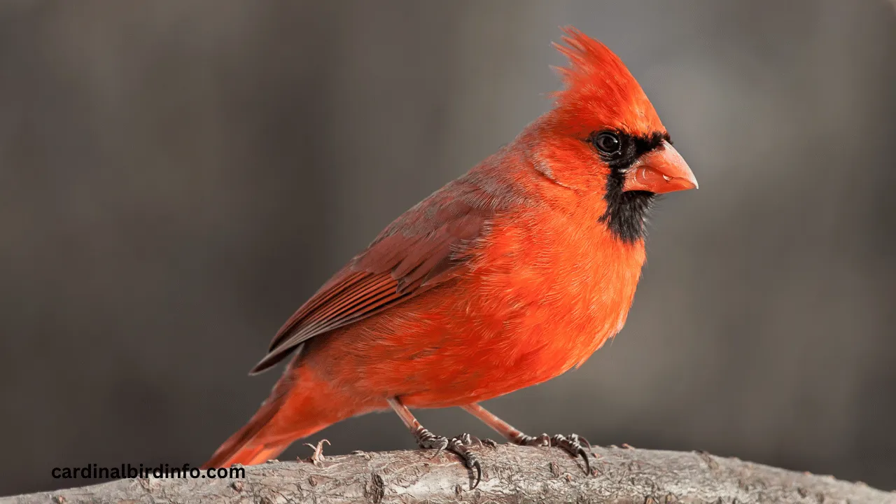 Cardinal Bird Info - Only About Cardinal Birds!