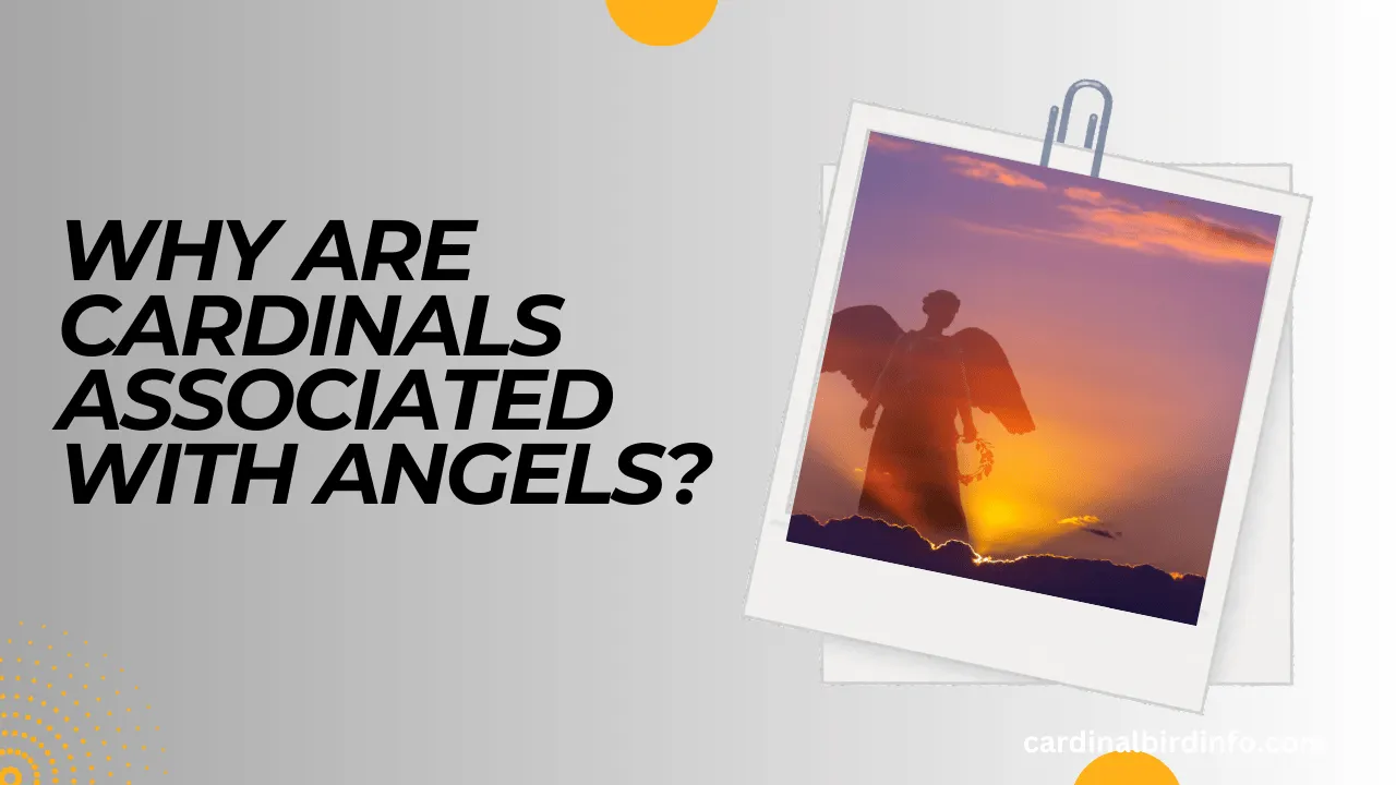 why are cardinals associated with angels